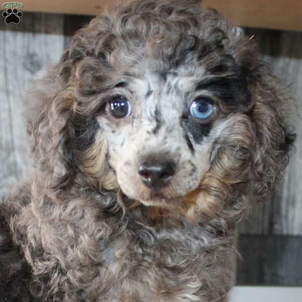 Brent, Miniature Poodle Puppy